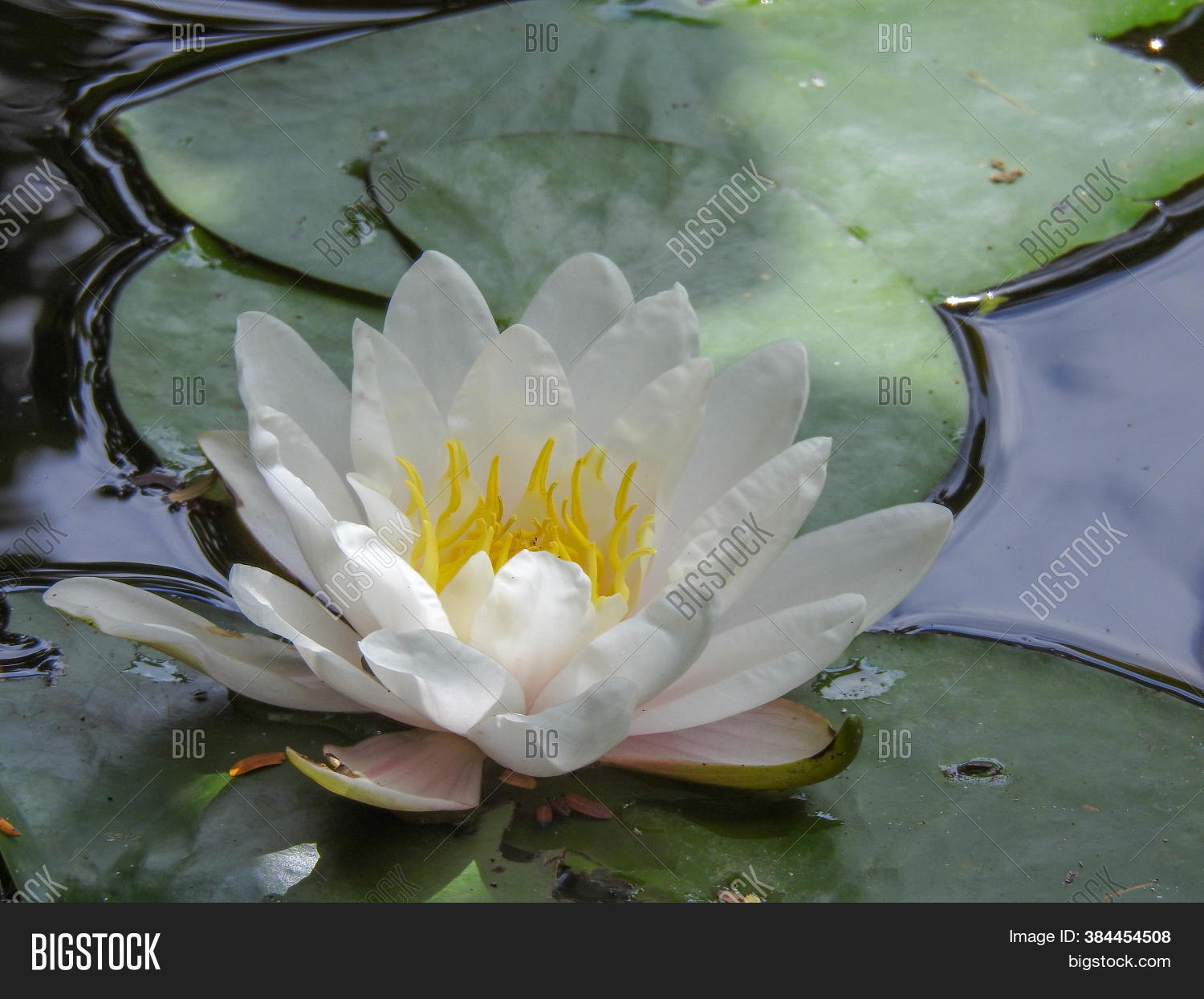 Water Lilies Float On Image & Photo (Free Trial) Bigstock