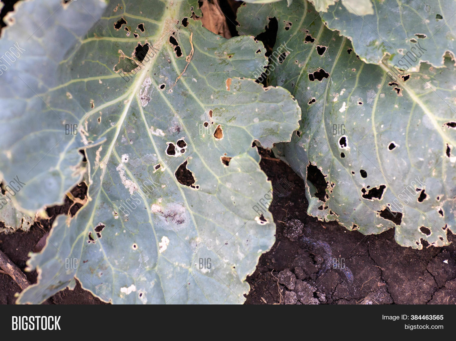 Cabbage Diseases. Image & Photo (Free Trial) Bigstock