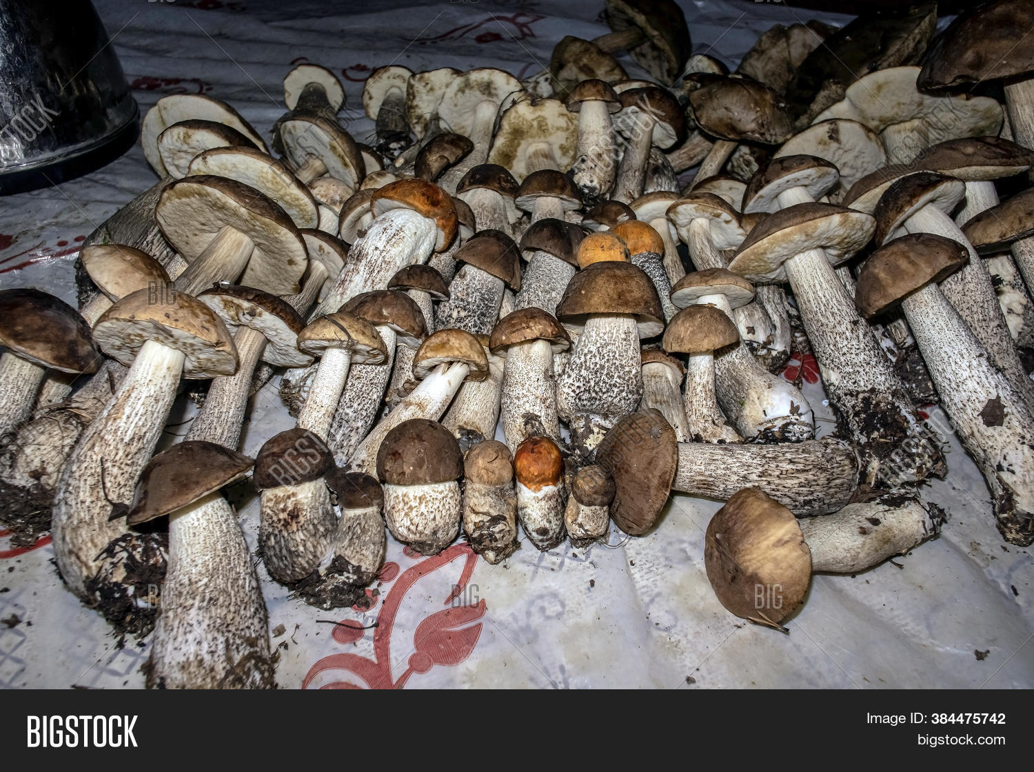 Harvest Porcini Image & Photo (Free Trial) Bigstock