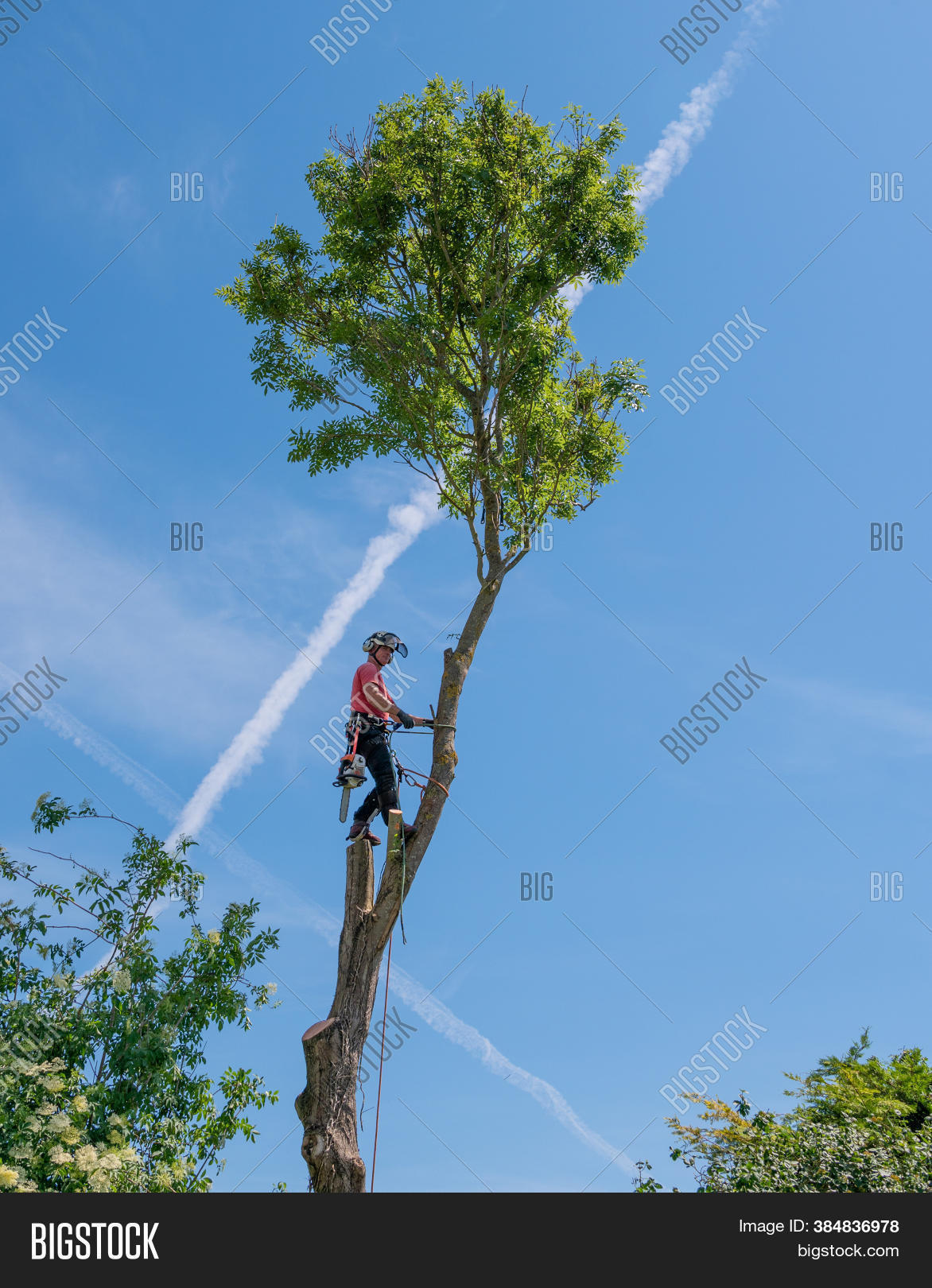 Arborist Tree Surgeon Image & Photo (Free Trial) Bigstock