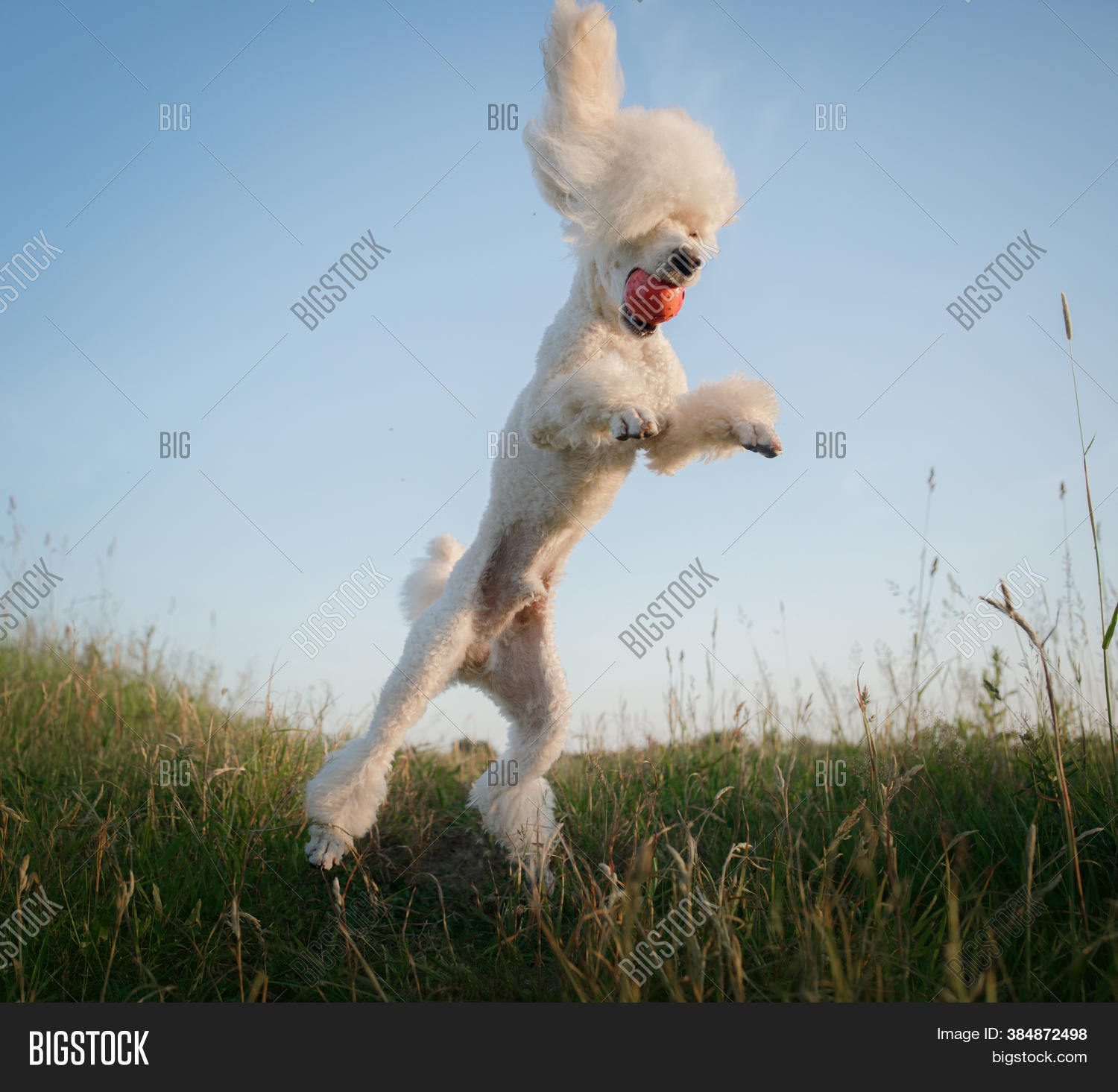 How High Can A Small Dog Jump