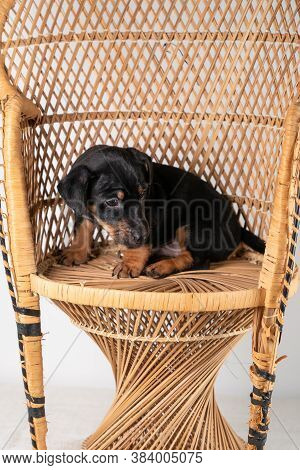 A Portrait Of A Cute Jack Russel Terrier Puppy Sitting On A Rattan Chair, Isolated On A White Backgr