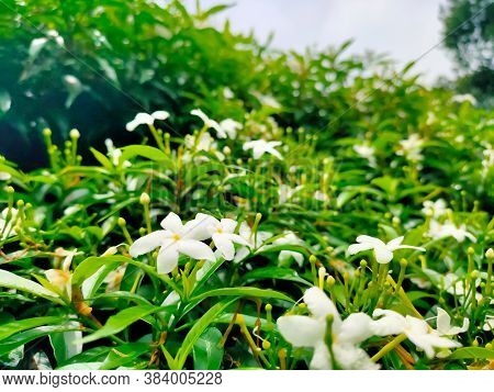 Tabernaemontana Divaricata Commonly Called Pinwheel Flower, Crape Jasmine With The Green Leaves In B