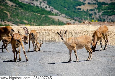 Dersim Wildlife. Mountain Goats On The Highway