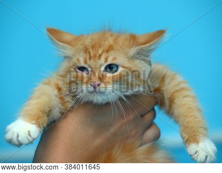Redhead Kitten In Hands On A Blue Background