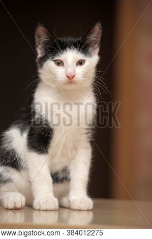 Black With White Kitten 3 Months