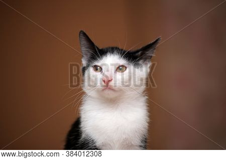 Black With White Kitten 3 Months