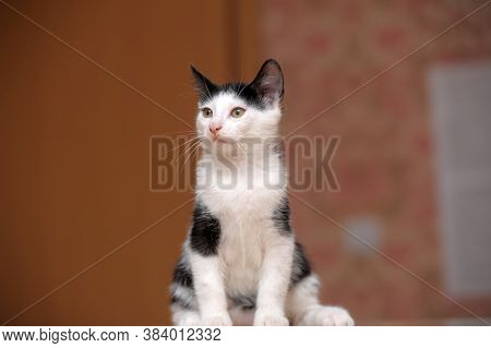 Black With White Kitten 3 Months