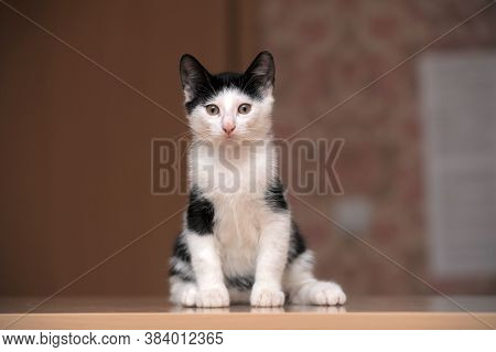 Black With White Kitten 3 Months