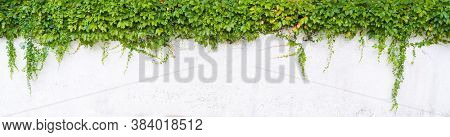 ivy isolated on a white background.
