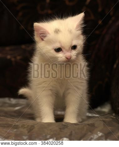 Little Cute White Kitten On A Dark Background