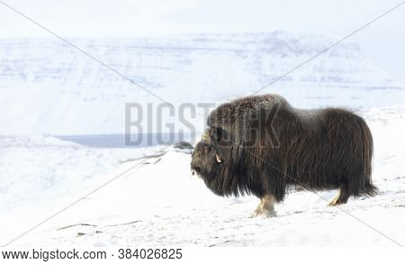 Close Up Of A Male Musk Ox Standing In Snow, Winter In Norway.