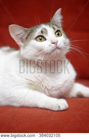 White With Brown European Shorthair Cat On A Red Background