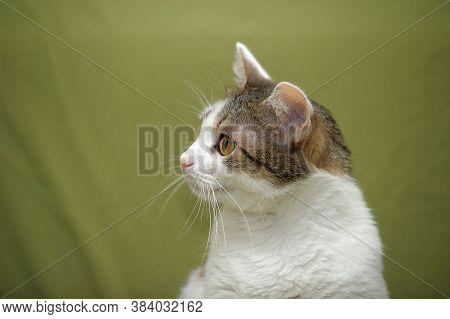 White With Brown European Shorthair Cat On A Green Background