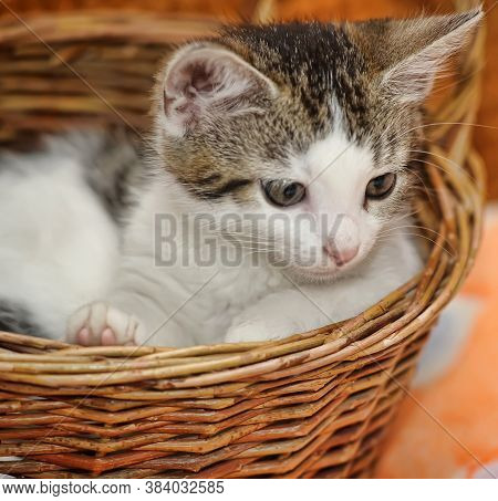 White With A Gray Kitten In A Wicker Basket