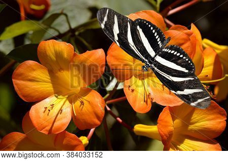 Zebra Longwing Butterfly Latin Name Heliconius Charitonius On Tropical Rhododendron Simbu Sunset Flo