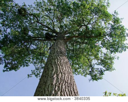 Baum