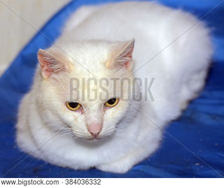 White Cat With Yellow Eyes Lies Close Up