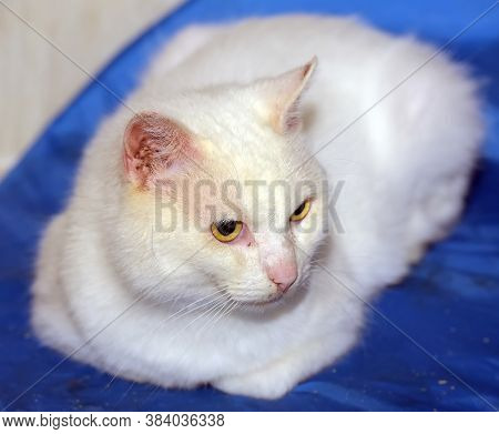 White Cat With Yellow Eyes