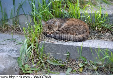 Homeless Striped Cat Sleeping On The Street
