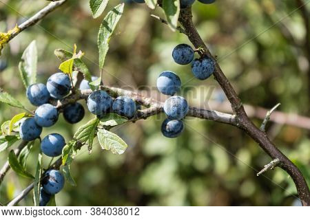 Blue Round Fruits Of The Blackthorn Bush