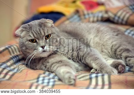 Gray Scottish Lop-eared Cat