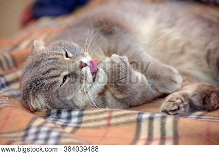 Gray Scottish Lop-eared Cat