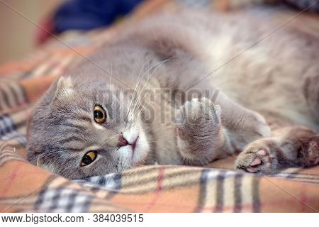 Gray Scottish Lop-eared Cat
