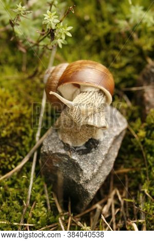 Snail On A Stone Hillside. Morning Time.