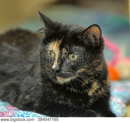 Closeup Of Beautiful Tortoiseshell Cat Close Up