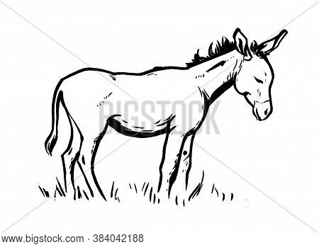 Black And White Drawing Of A Donkey On A White Background.