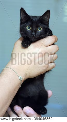 Black Cute Young Cat