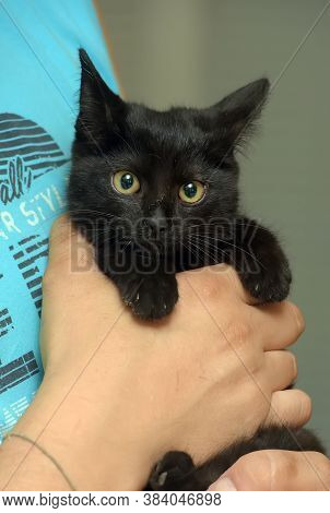 Black Cute Young Cat