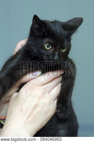 Black Cute Young Cat