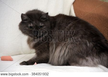 Beautiful Fluffy Smoky Cat