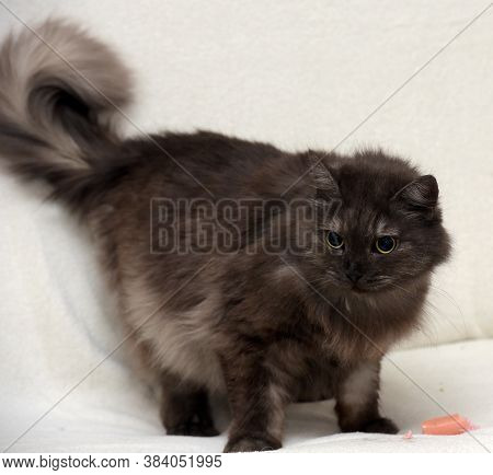 Beautiful Fluffy Smoky Cat