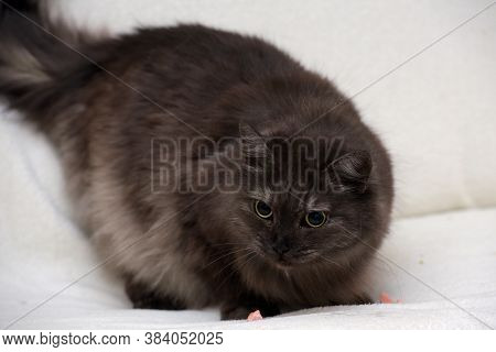 Beautiful Fluffy Smoky Cat