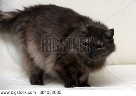 Beautiful Fluffy Smoky Cat