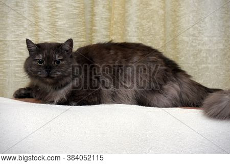 Beautiful Fluffy Smoky Cat