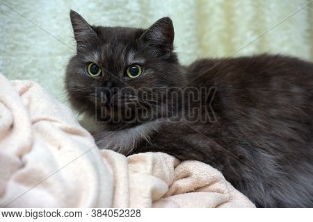 Beautiful Fluffy Smoky Cat