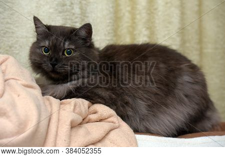 Beautiful Fluffy Smoky Cat