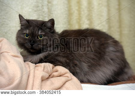 Beautiful Fluffy Smoky Cat