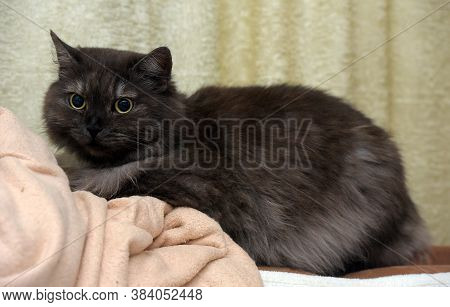 Beautiful Fluffy Smoky Cat