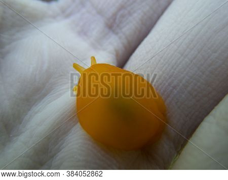 A Close Up View Of A Little Orange Nudibranch (berthellina Edwardsii)