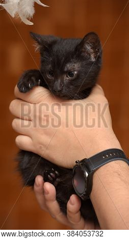 Black Kitty In Hand