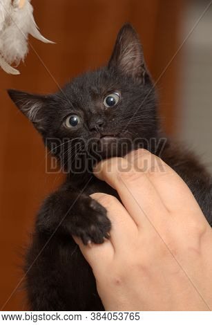 Black Kitty In Hand