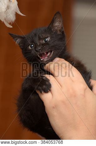Black Kitty In Hand