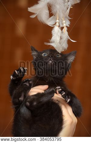 Black Kitty In Hand