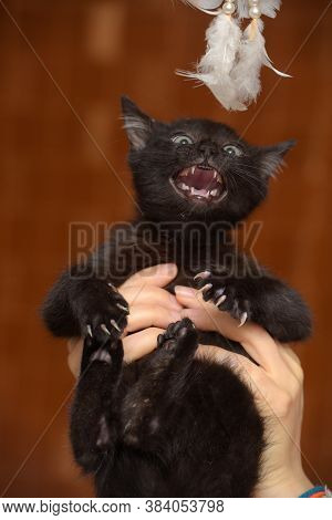 Black Kitty In Hand