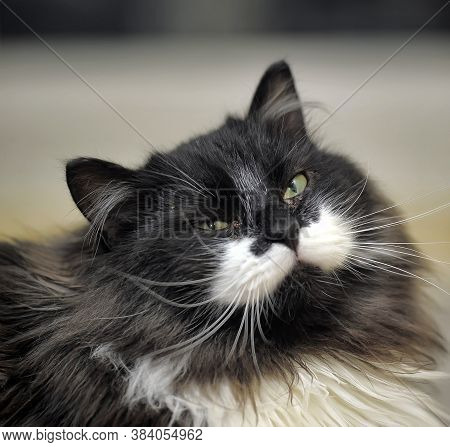 Fluffy Cat In The Cattery